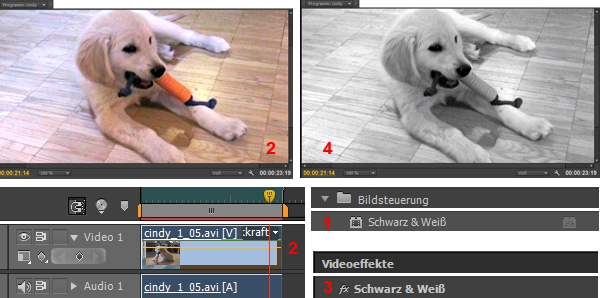 MULTIMEDIA WEBDESIGN VIDEO TV FILM  PREMIERE 