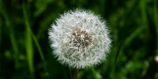 Zufallsbild 2